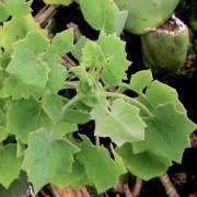 Image result for Solanecio