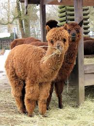 Alternativ kannst du linie hier findest du sämtliche verbindungen für deine reise von zoologischer garten berlin nach hackesche höfe. Zoo Hof Zoologische Garten Tiergehege Erlebnisregion Fichtelgebirge