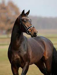 Handsome Dark Bay Warmblood Horse Soft Alert Expression Warmblood Horses Beautiful Arabian Horses In 2021 Beautiful Arabian Horses Warmblood Horses Show Horses