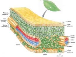 Reaksi, contoh, fungsi dan faktor yang mempengaruhi fotosintesis sudah akrab kita dengar. Struktur Daun Pengertian Fungsi Epidermis Bagian Dan Anatomi