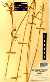 Image result for Hyparrhenia subplumosa