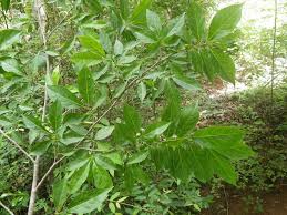 Image result for Rytigynia sp. N