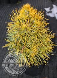 Image result for Marsdenia sylvestris