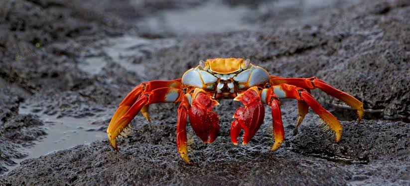Mga resulta ng larawan para sa Strange red deep-sea crab"