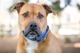 Causes of bone cancer in dogs to the current knowledge of geneticists, gender or genetics don't have a proven link to most bone cancers in dogs, including osteosarcoma. Types Of Anemia In Dogs Symptoms Treatments Memphis Veterinary Specialists Emergency Cordova Ophthalmology For Pets