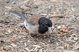 Image result for Ozoroa nigricans