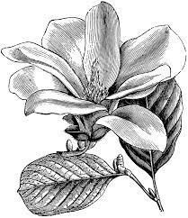 Flower And Leaves Of Magnolia Conspicua Clipart Etc Flower Photos Art Flower Sculptures Flower Art