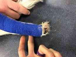 A carpal pad is also found on the forelimb which is used for additional traction when stopping or descending a slope in digitigrade species. Bandaging Tips And Tricks For Dogs And Cats Medvet