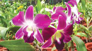 Orchid Flower Sri Lanka