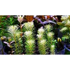 Image result for Rotala mexicana