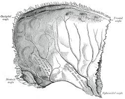 Image result for Parietal Bone