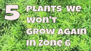 Find your usda plant hardiness zone. 5 Plants We Won T Grow Again In Zone 6 And Why Youtube