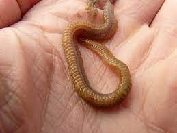 Phylum Annelida Digestive Respiratory Systems Study Com