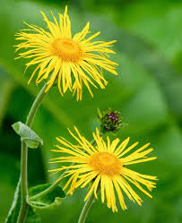 Image result for Inula mannii