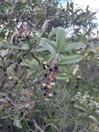 Image result for Ozoroa nitida