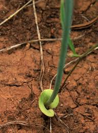 Image result for Eriospermum seineri