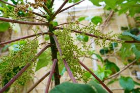 Image result for Obetia