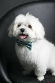 Facts About Teddy Bear Dogs Maltese Dogs Dog Haircuts Maltese Haircut