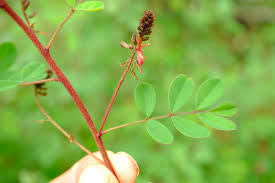 Image result for Indigofera atriceps