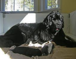 Ct goldendoodles has sold and sales puppies accrose the united states. Litters Kodiak Acres