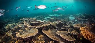 The great barrier reef marine park protects a large part of australia's great barrier reef from damaging activities. 15mxypvt8dkl2m