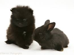 The concept of breeding purebred puppies, pet care, dog and puppies. Pets Black Pomeranian Pup And Black Baby Rabbit Photo Wp38344