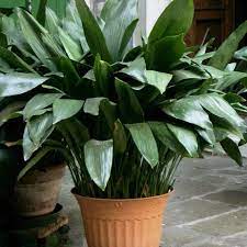 Buy Aspidistra Cast Iron Plant Online Garden Goods Direct Cast Iron Plant Iron Plant Plants