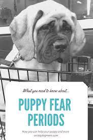 We did not find results for: Puppy Fear Periods 5 Simple Tips That Can Save Your Puppy Puppy Socialization Puppies Puppy Development