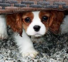 Cavalier King Charles Spaniel Cuccioli Di Cani Cuccioli Di Animale Cuccioli