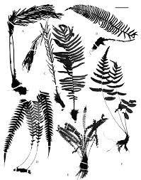 Image result for Blechnum ivohibense