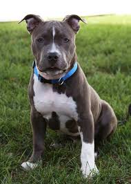 7cb51163abb20f59ce3d395765353e63 Jpg 685 960 Pitbull Terrier Pitbull Dog Pitbull Puppy