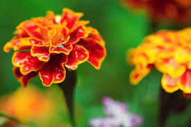 The Marigold Flower Its Meanings Symbolism Not All Flowers Used As A Symbol Feature Showy Blossoms Or Stately Marigold Flower Flowers Flower Beds
