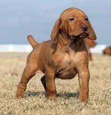 We did not find results for: Pin On Vizsla