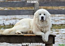 Yo Dawg Happy Birthday Meme Custom Great Pyrenees Dog Great Pyrenees Livestock Guardian Dog