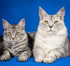 Seven week old kitten care schedule: How Big Will My Cat Get What Are The Factors Affecting It