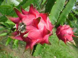 San diego homeowners are fortunate to live in an area where they can successfully grow a wide variety of fruits and vegetables. Exotic Fruit Trees San Diego Guide Best Trees To Grow Install It Direct