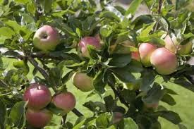 Spray Schedule For Apple Trees Ehow Apple Tree Amazing Gardens Tree