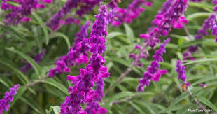 Best when planted in full sun and is an excellent choice for drought tolerant gardens. Salvia Leucantha Care Growing Mexican Bush Sage