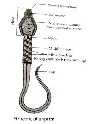 They have a very fast breeding cycle and can take over a home very rapidly. Draw A Labelled Diagram Of The Microscopic Structure Of A Human Sperm Biology Q A Doubtnut