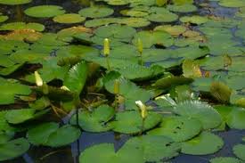 Maybe you would like to learn more about one of these? Teratai Terlihat Mengambang Di Permukaan Air Apakah Benar Demikian Semua Halaman Bobo