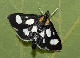 Mar 28, 2021 · the good thing about these insects is that they're really easy to raise to an adult. Ukmoths Guide To The Moths Of Great Britain And Ireland