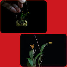 Image result for Microcoelia megalorrhiza