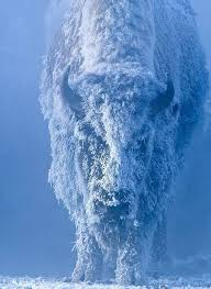 Bufalo Cubierto De Nieve Bufalo Foto Nieve Wildlife Animals Animals Wild Animals Beautiful
