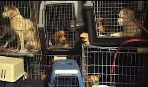 Comune di sesto fiorentino piazza vittorio veneto 1 50019 sesto fiorentino fi. Canile Di Sesto Fiorentino Ombre Su Eredita Milionaria E Staffette Dal Sud Il Richiamo Della Foresta Blog Repubblica It