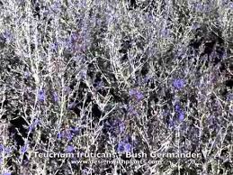 Plant database entry for silver bush germander (teucrium fruticans 'azurea') with 4 images and 14 data details. Teucrium Fruticans Bush Germander Youtube