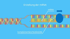 Maybe you would like to learn more about one of these? Transkription Biologie Ablauf Und Rna Prozessierung Mit Video Mit Video Mit Video