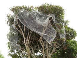 It can stop the entrance of any birds. Netting Fruit Trees Saving Our Trees Marrickville Municipality