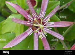 Image result for Passiflora sanguinolenta