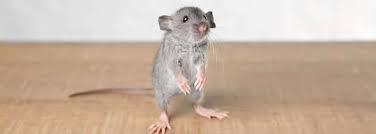 Well, while you are tucked away in your bedroom in the wee hours of the morning mice are active. What Does Mouse Poop Look Like Identify Rodent Droppings
