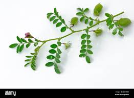 Image result for Cicer arietinum